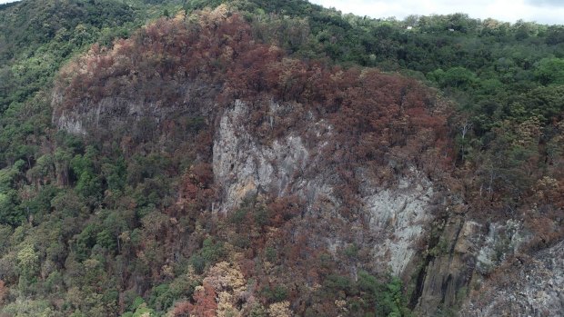 The Lamington National Park cliff face where Binna Burra Lodge plans to introduce Australia's first Via Ferrata cliff-climbing trail.