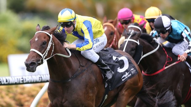 Millionaire: Amovatio another example of the great Chris Waller system 