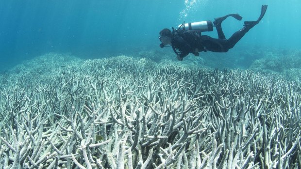 Stag corals' susceptibility to bleaching turns out to have long-term consequences for biodiversity on the reef.