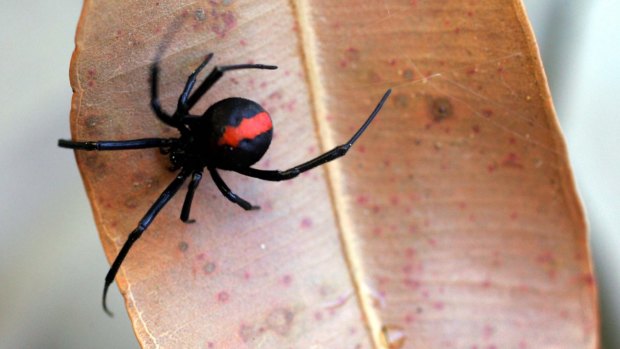 The possible discovery of redback spiders on a freight ship bound for Norfolk Island has ignited biosecurity concerns.