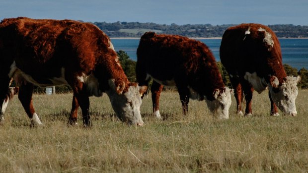 Free-range Hereford cattle grazing on pasture at French Island in Western Port Bay. 