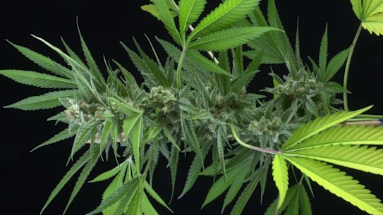 Australian research has found medical cannabis drug nabiximols can help treat cannabis dependence.