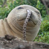 Endangered Hawaiian monk seals keep getting eels stuck up their noses