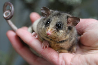 Mountain pygmy-possums weigh just 40 grams when they awake from months of hibernation.