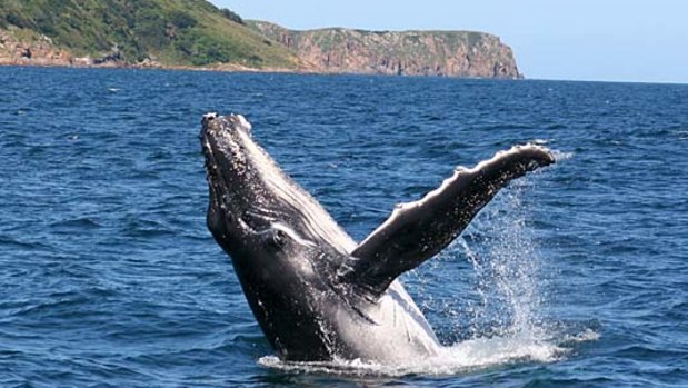 A humpback whale calf breaches off an east coast headland.