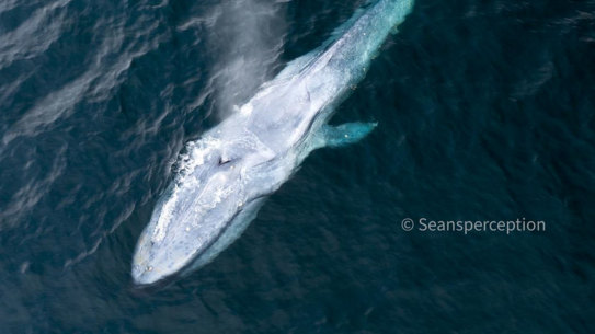 A pygmy blue whale spotted off the NSW coast near Maroubra in 2020. The giant animal is described as “data deficient” because not much is known about the giant animals.
