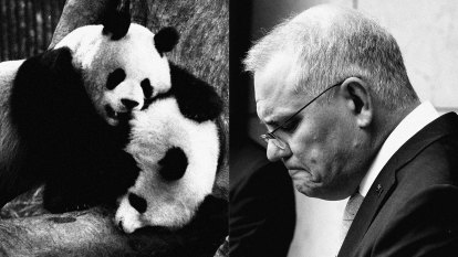 What two pandas can teach us about dealing with China