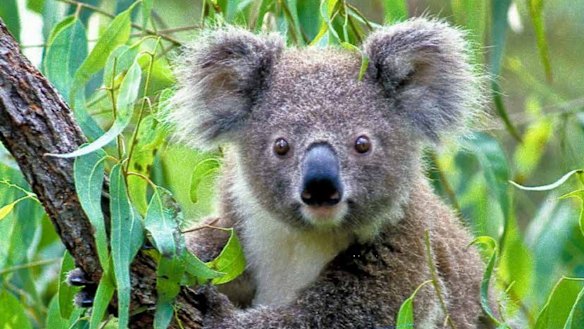A local planning panel has been accused of failing to consider koala habitat in approving a major residential development in Sydney's south-west.