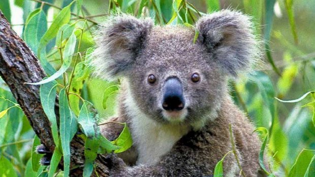 A local planning panel has been accused of failing to consider koala habitat in approving a major residential development in Sydney's south-west.