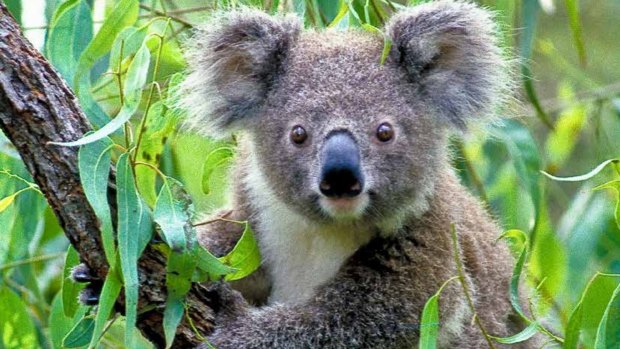 Cars kill about 300 koalas in south-east Queensland each year and dogs kill about 75, according the state government.