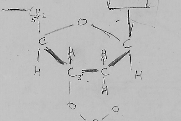 A pencil sketch showing DNA pioneer Francis Crick’s initial sketch of the DNA molecule.
