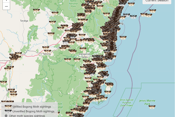This seaon’s bogong moth sightings as gathered by Moth Tracker.