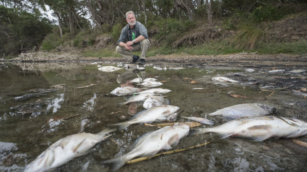Greens Candidate for Bega Will Douglas at Meringo Lagoon inspecting the dead fish. 