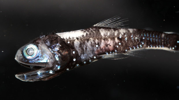 A deep-sea lanternfish. Some members of the lanternfish family were found to use multiple rod opsins within their eyes, allowing them to see colours in dark waters.