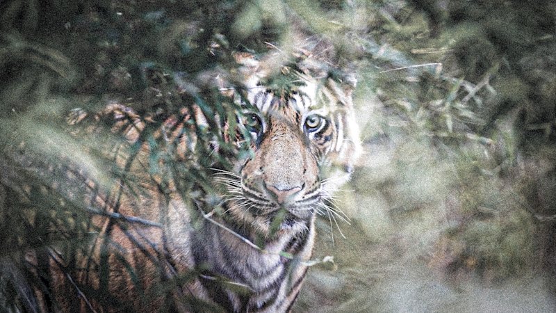 Villagers say there’s a rogue man-eater in their jungle. It has a taste for right legs