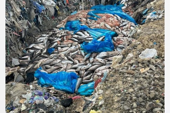 A photo of dead fish claimed to be at Copping Tip, Tasmania. 