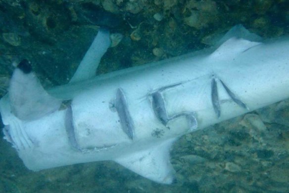 The dead shark with Lisa’s name carved into it at Ammo Jetty.