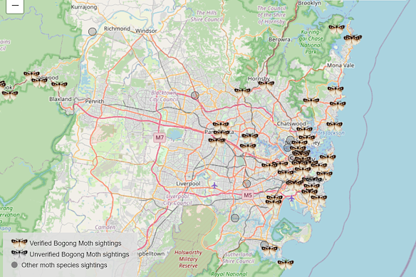 Confirmed bogong moth sightings this season across Sydney.