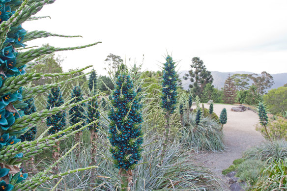 Puya flower Puya alpestris in Blue Mountains Botanic Garden Mount Tomah.