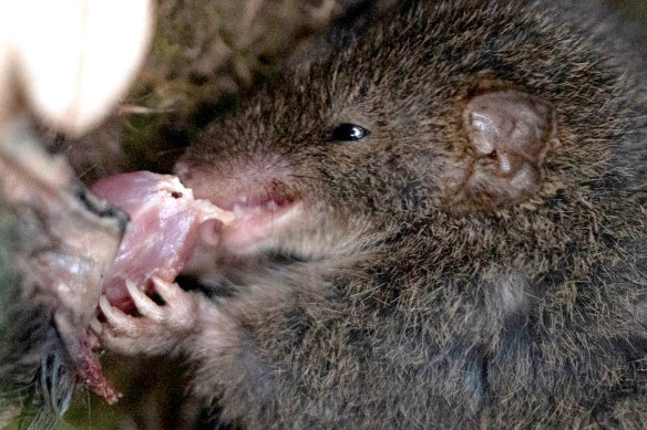 A dusky antechinus eating a member of its own species.