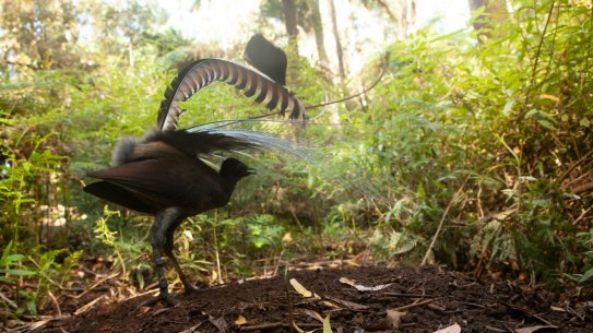 New research shows lyrebirds dancing after mating as research raise questions over what else they don’t know.