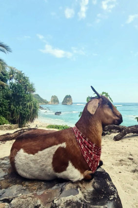 Living the dream: Bonnie the goat.