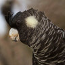 Fresh call for rodent bait ban in WA after black cockatoo’s death