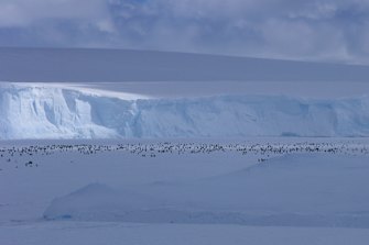A picture of the emperor colony discovered by passengers aboard the Kapitan Khlebnikov.