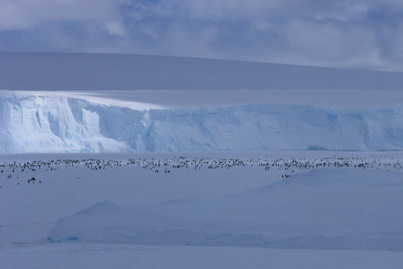 A picture of the Siple Island emperor colony discovered by passengers aboard the Kapitan Khlebnikov.