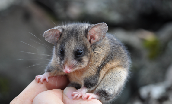 Mountain pygmy possum, Burramys parvus.