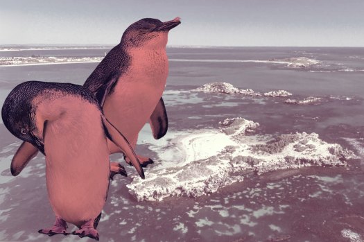 ‘This is a really dark day’: Report reveals perilous state of WA’s little penguin population