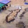 Complete 180-million-year-old sea dragon an ‘unprecedented find’