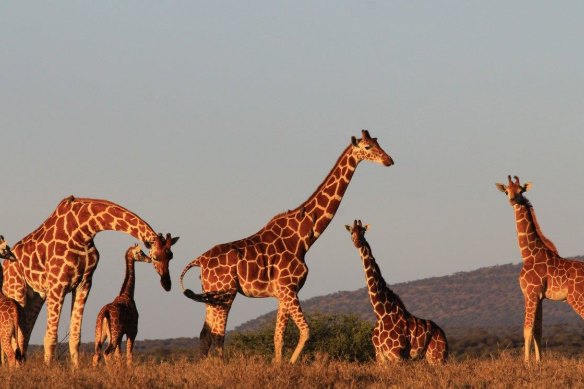 Giraffe family.