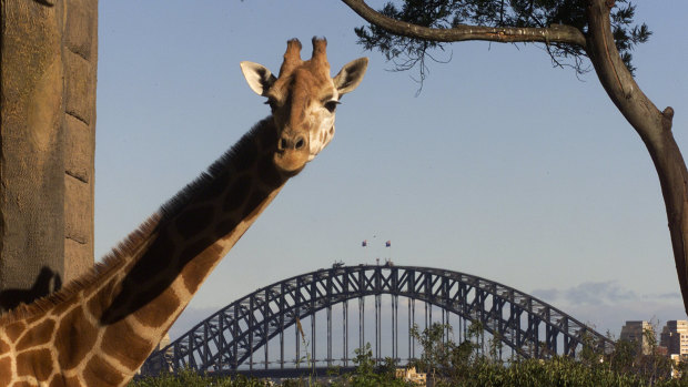 Giraffes with their view at Taronga Zoo in 2002.