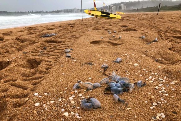 Bluebottles have invaded the NSW coast. 