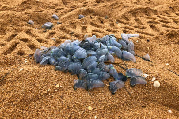 Hundreds of bluebottles have washed up on Narrabeen Beach.