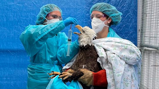 A bald eagle that tested positive to avian influenza receives treatment at rehabilitation centre in Milwaukee.