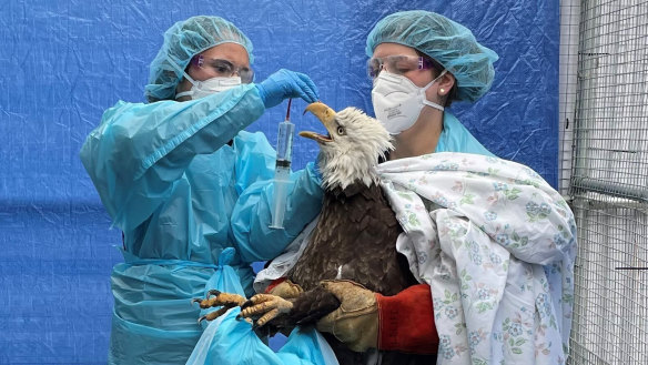 A bald eagle that tested positive to avian influenza receives treatment at rehabilitation centre in Milwaukee.