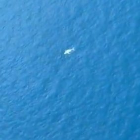 A glimpse of Migaloo? A white whale was spotted from a plane near the Whitsunday Islands last week.