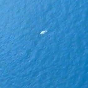 A glimpse of Migaloo? A white whale was spotted from a plane near the Whitsunday Islands last week.