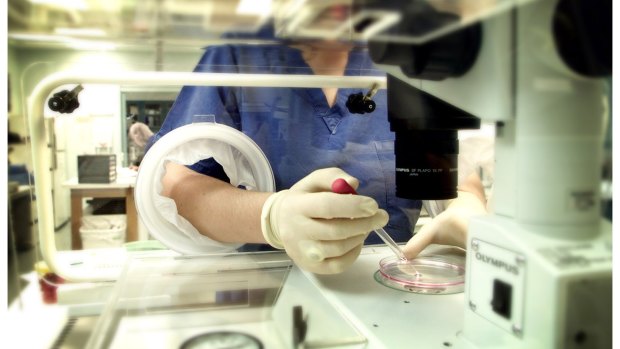 An embryologist at the Monash Medical IVF clinic at the Epworth Hospital.