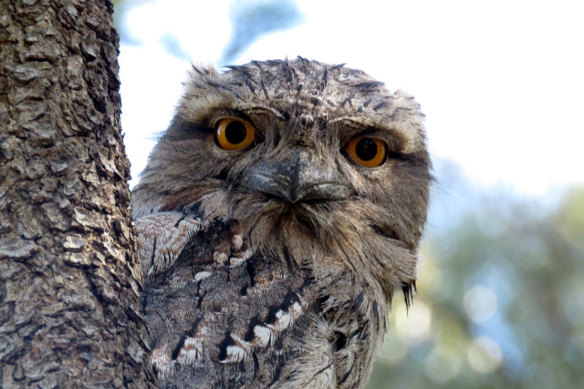 Who-roo: a tawny frogmouth in Melbirds. 