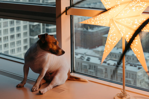 There are many ways to keep pets safe during the silly season.