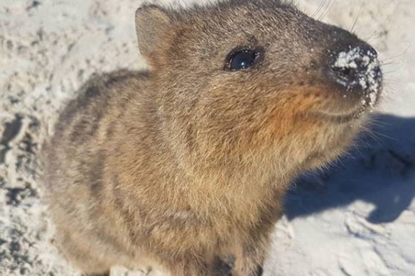 I love quokkas. Just not on my table. 
