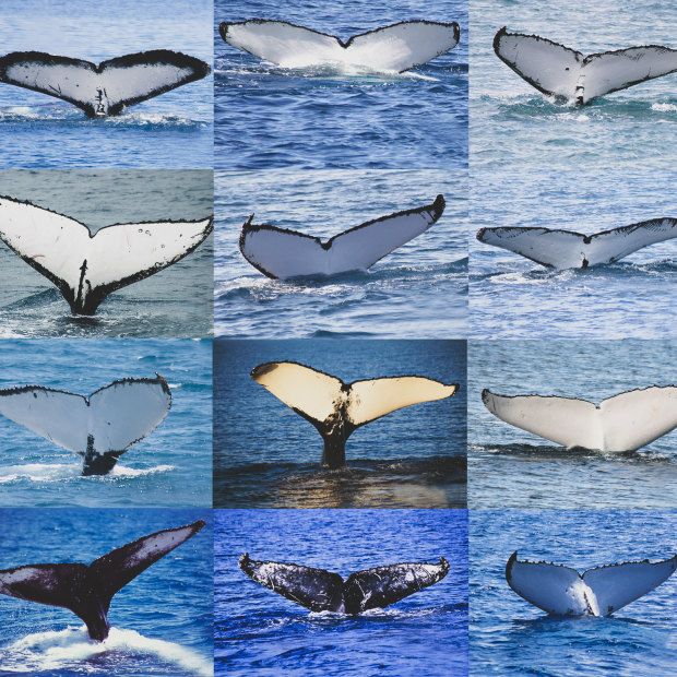 The patterns on a tail, known as a fluke, are unique to each whale. Trish Franklin can identify every individual humpback whale that comes to Hervey Bay. 