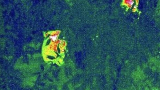 Queensland researchers track koalas using heat-seeking drones