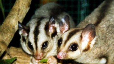 The endangered mahogany glider in northern Queensland.