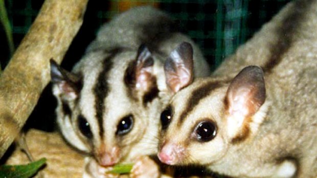 The endangered mahogany glider in northern Queensland.