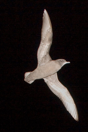 A shearwater in flight at night.