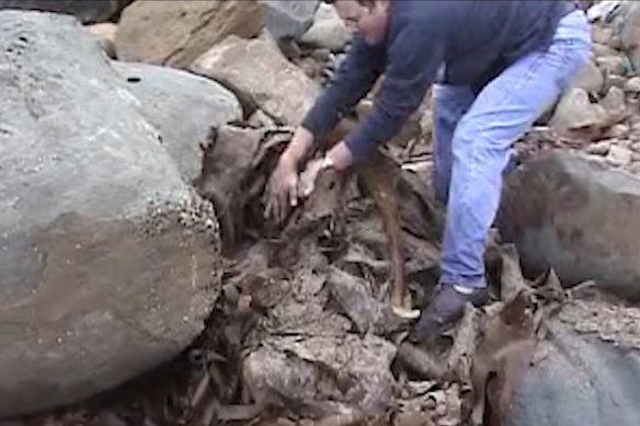 An AFP officer finds a body buried under kelp on the beach.